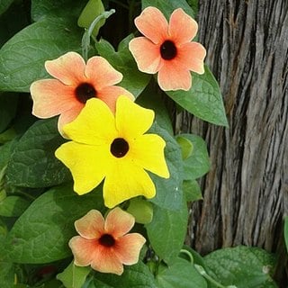 multi-colored black-eyed susan vine flowers