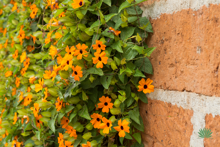 black-eyed susan vine growing along a brick wall