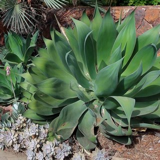 blue flame agave