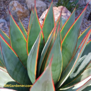 blue-glow-agave-swg-sm close up of blue glow agave