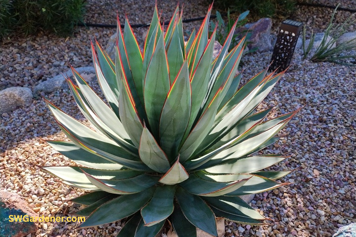 blue glow agave