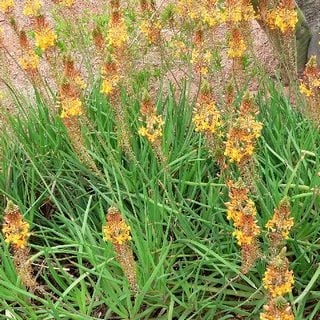 bulbine