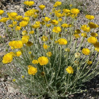 desert marigolds