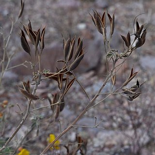 desert senna seedpods