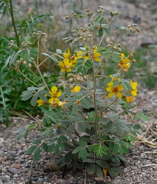 desert senna