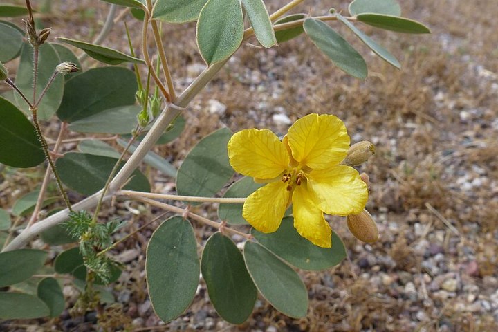 yellow desert senna flower