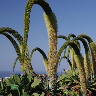 foxtail agave flower stalks
