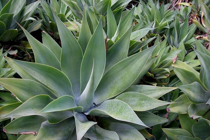 foxtail agave