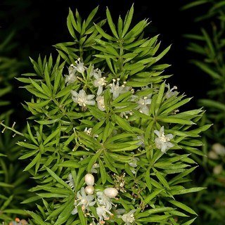 foxtail fern flowers
