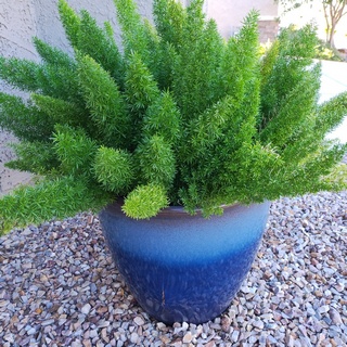 foxtail fern in a blue pot