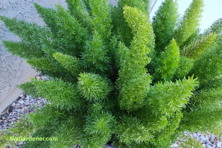 foxtail fern