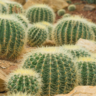 golden barrel cactus
