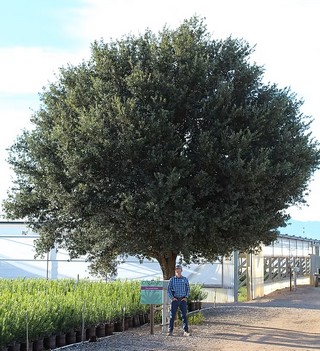 joan lionetti oak