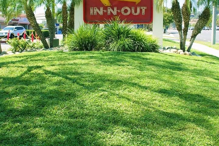 kurapia used as a lawn in a commercial setting