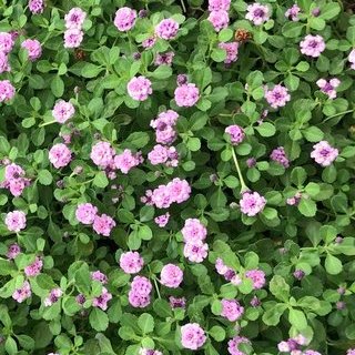 pink flowers of kurapia