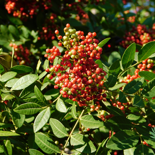 mastic-berries-sm red mastic berries