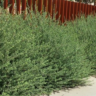 valentine-emu-bushes