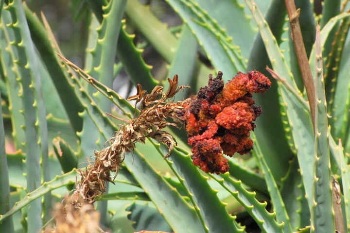 aloe damaged by aloe mite