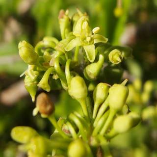 arizona grape ivy flowers
