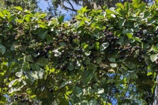 Arizona Grape Ivy: Adaptable Native Vine | Southwest Gardener