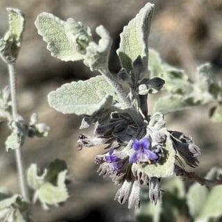 desert-lavender-sm desert lavender close up