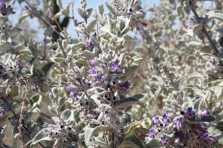 desert lavender