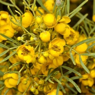 close up of feathery cassia flowers