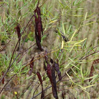 feathery-cassia-seedpods feathery cassia seed pods