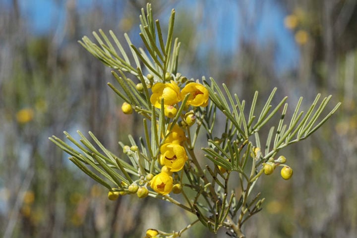 feathery cassia flowers and leaves