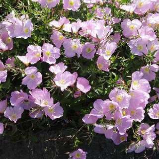 mexican evening primrose