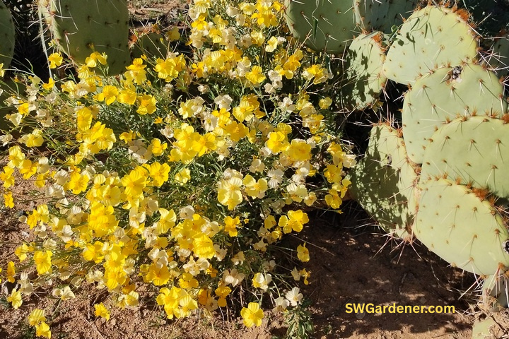 paperflower growing next to a cactus