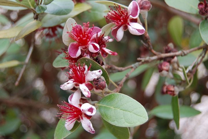 close up of pineapple guava flowers