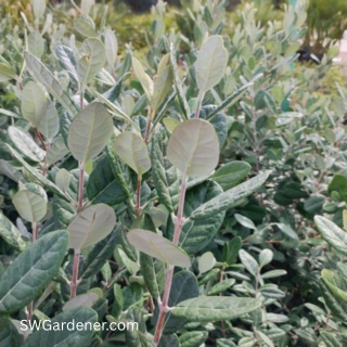 piineapple guava leaves