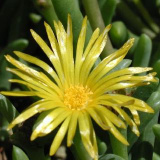 rocky-point-ice-plant-flower close up of rocky point ice plant flower