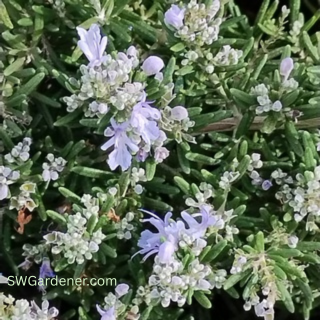 trailing rosemary flowers