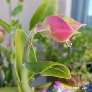 tall-slipper-flower-swg close up of tall slipper plant flower