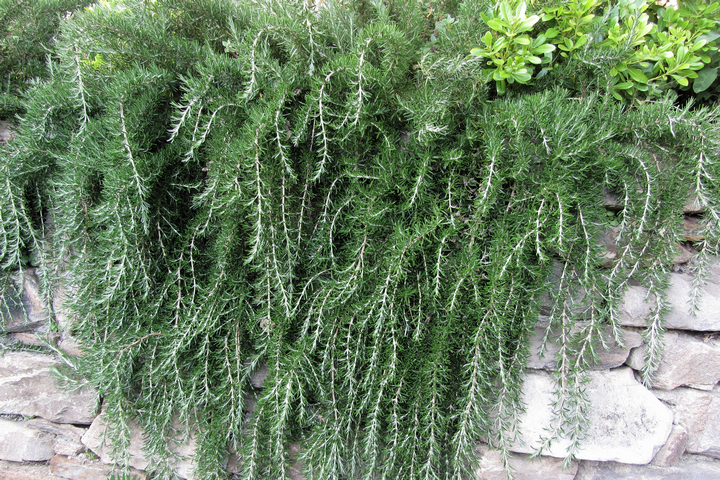 trailing rosemary cascading down a stone wall