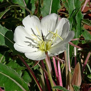 tufted-evening-primrose-sm tufted evening primrose flower