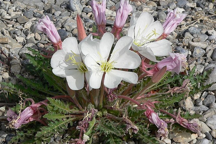 tufted evening primrose