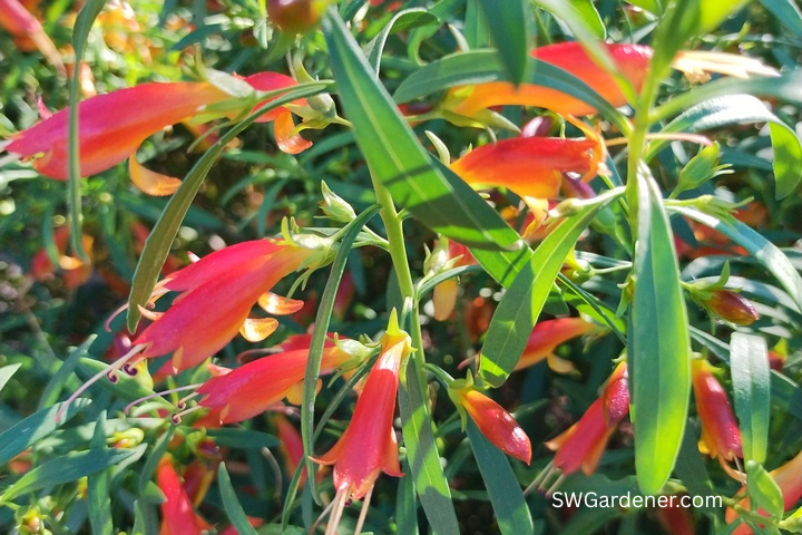 winter blaze emu bush flowers
