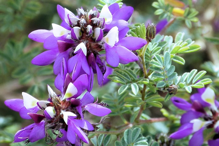 close up of black dalea flowers and leaves