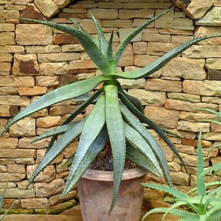 cape-aloe-container cape aloe growing in a container