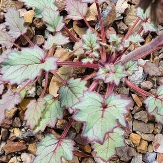desert bluebell seedling