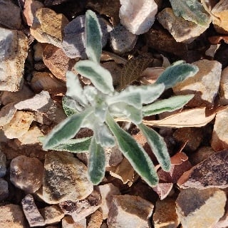 desert marigold seedling