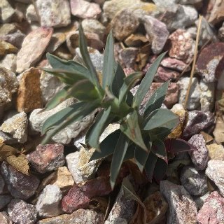 gopher-plant-sprout gopher plant seedling