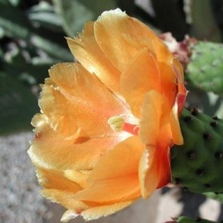 indian-fig-flower indian fig flower