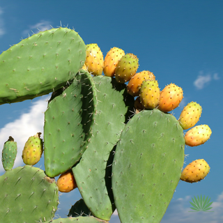indian-fig-fruit indian fig fruit