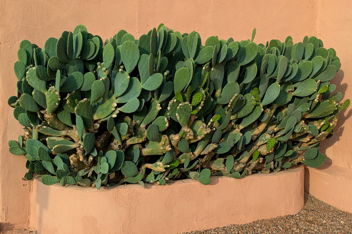 indian fig in a raised bed