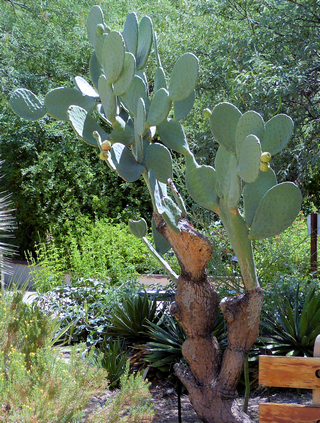 indian-fig-trunk indian fig trunk