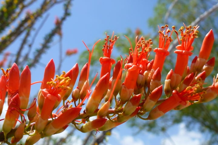 ocotillo flowers